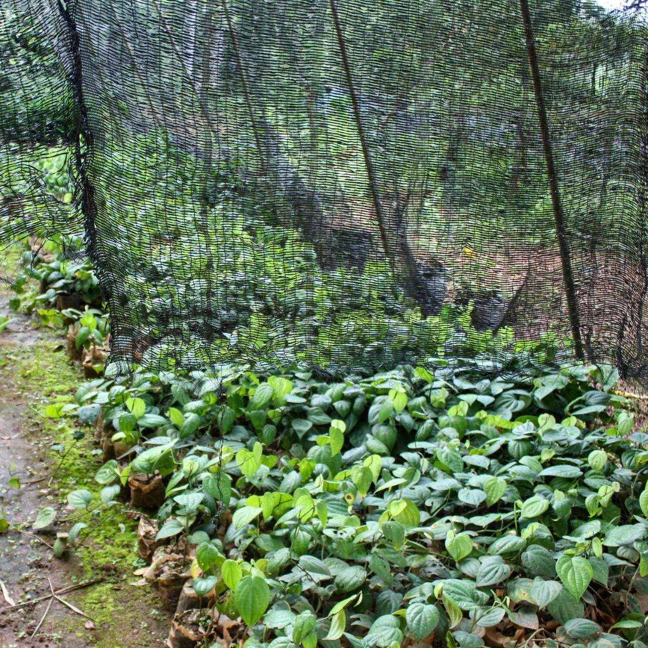 Paradise Forest Garden Hotel Matale Exterior photo